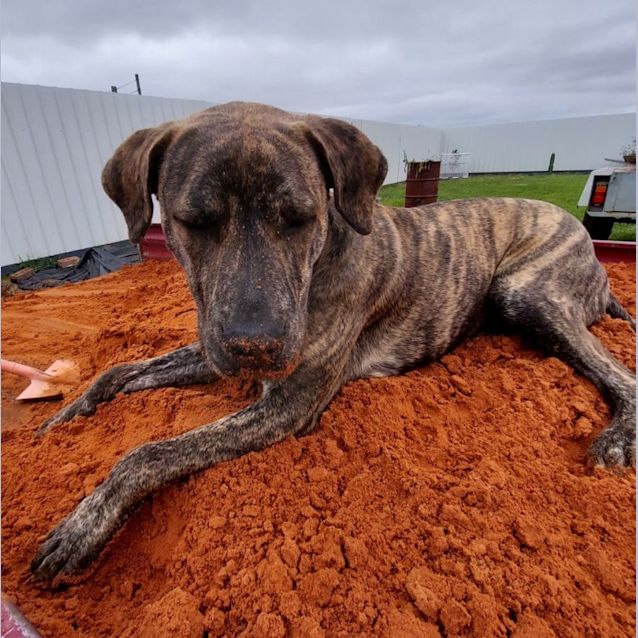 Photo of Farnsey *Adoption Pending*