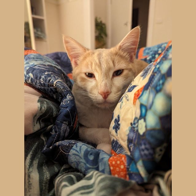 Photo of Charming Chester