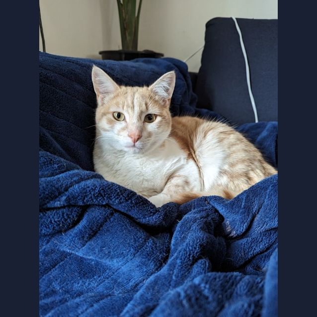 Photo of Charming Chester