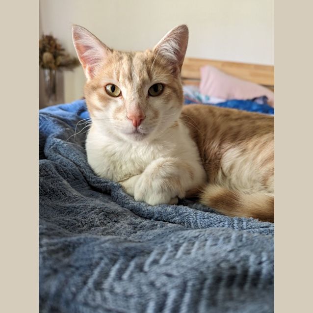 Photo of Charming Chester