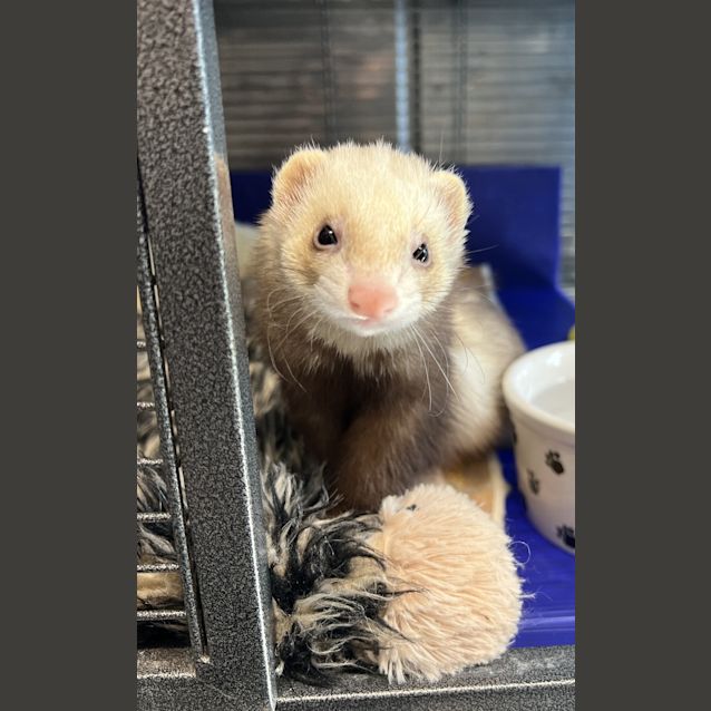 Photo of Bailey