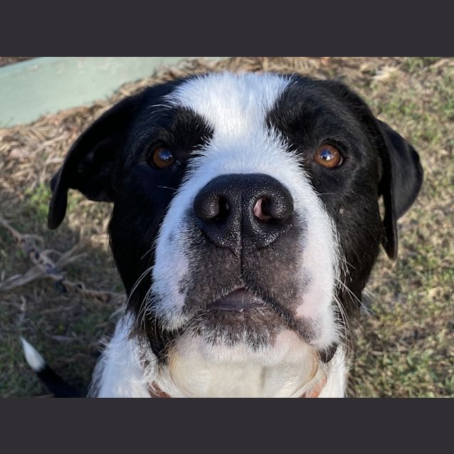 Photo of Bubba