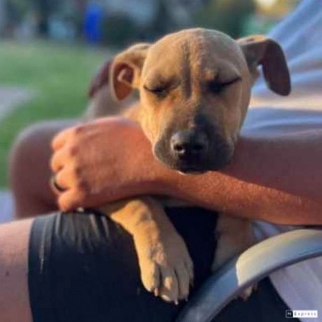 Photo of Dobby