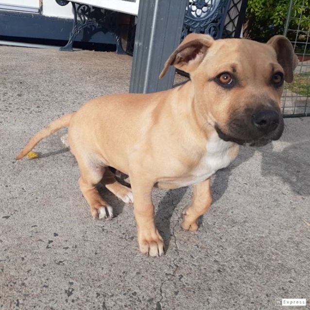 Photo of Dobby