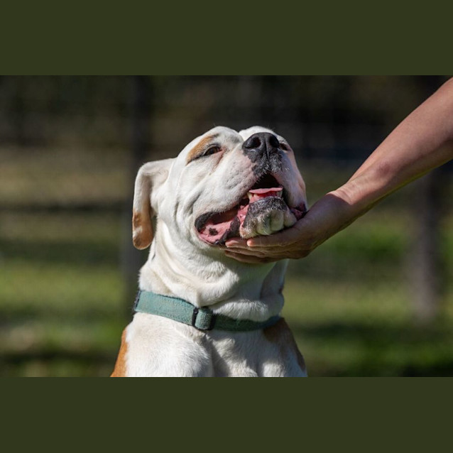 Photo of Boof