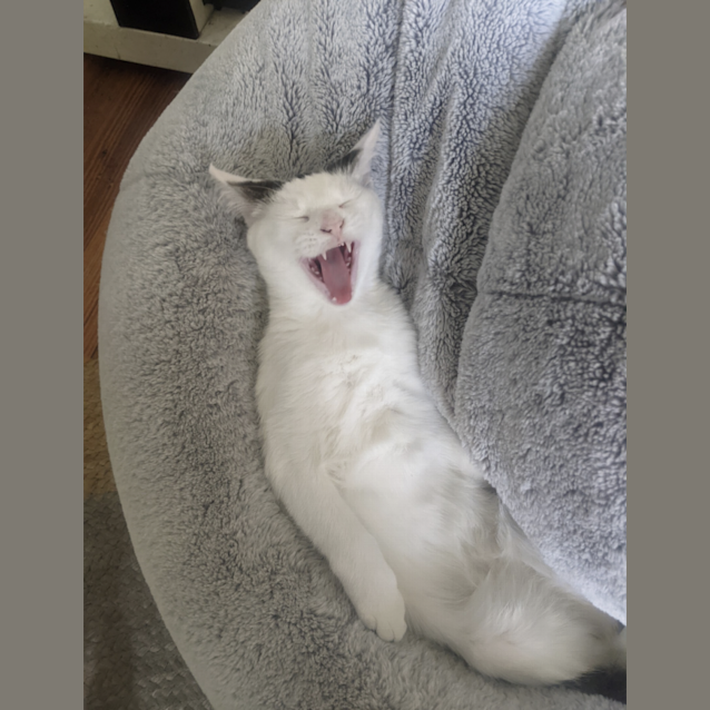 Photo of Baker 😺