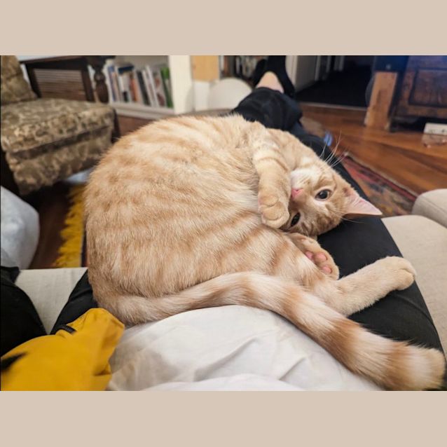 Photo of Brendan 🐈‍⬛💙