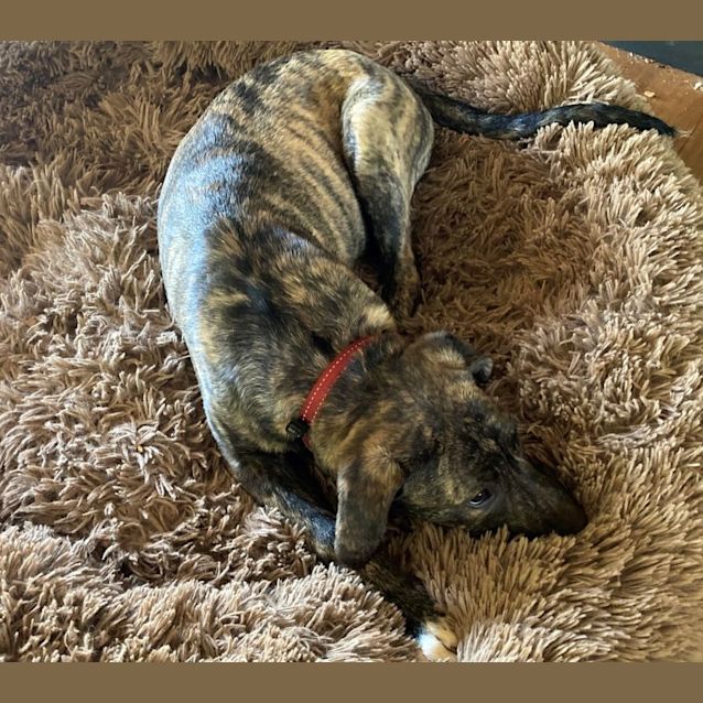 Photo of D867 Norman