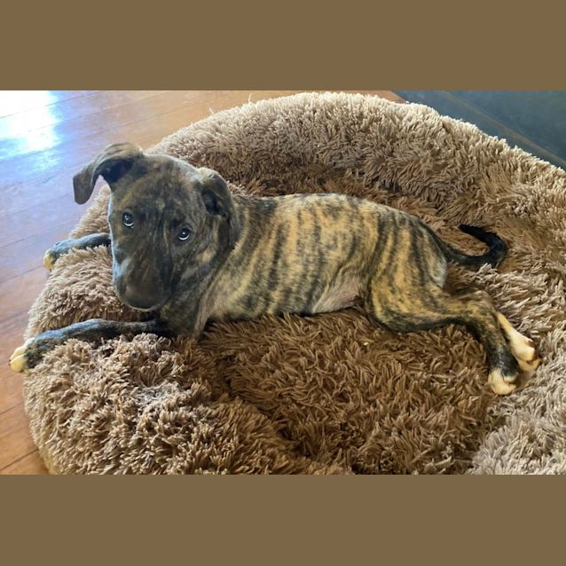 Photo of D867 Norman