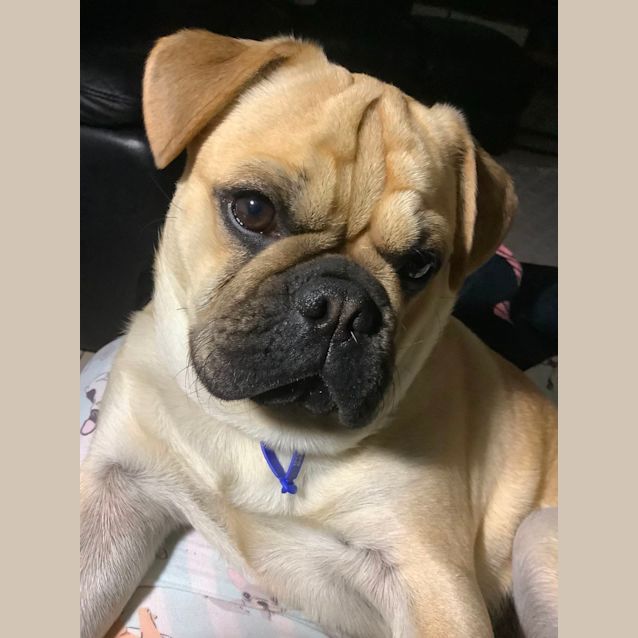 Photo of Vinnie   1 Year Old French Bulldog X Pug (Hold )