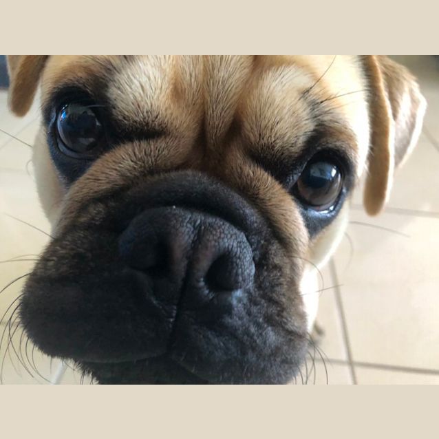 Photo of Vinnie   1 Year Old French Bulldog X Pug (Hold )