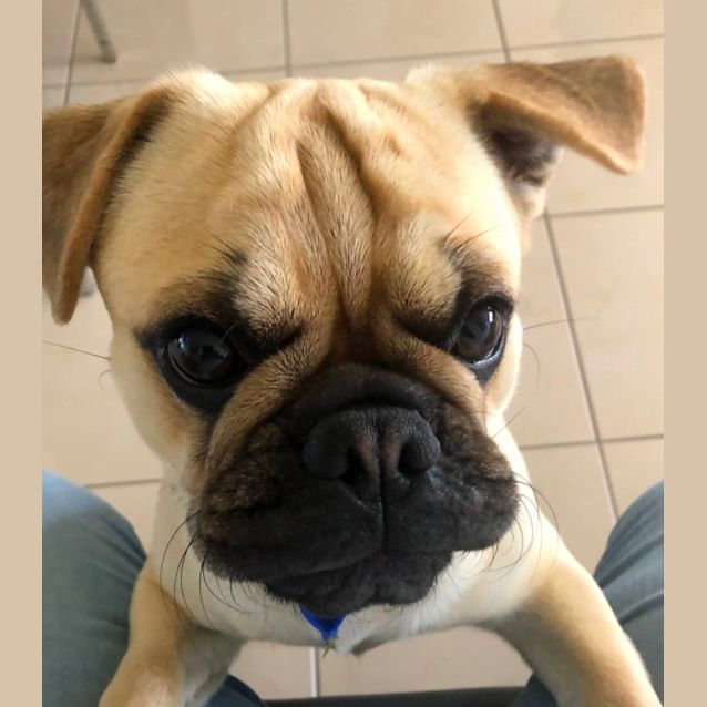 Photo of Vinnie   1 Year Old French Bulldog X Pug (Hold )