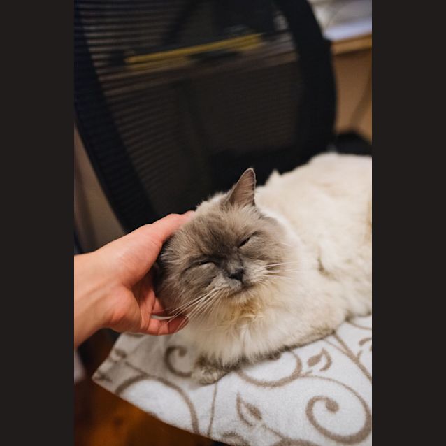 Photo of Radish