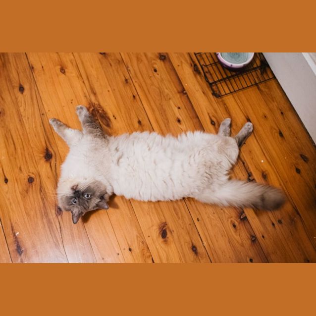 Photo of Radish