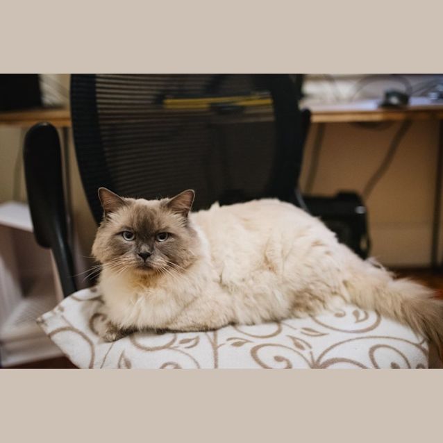 Photo of Radish