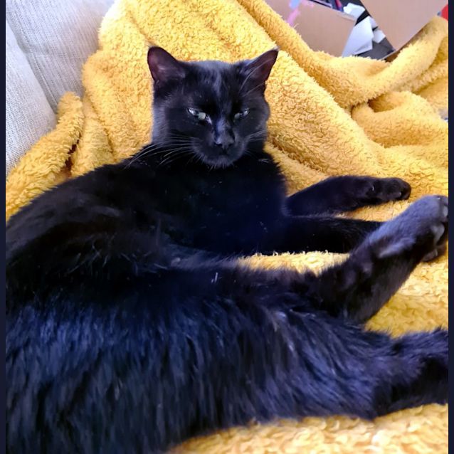 Photo of Little Miss Crumpet Stk011382