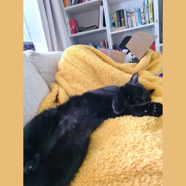 Photo of Little Miss Crumpet Stk011382