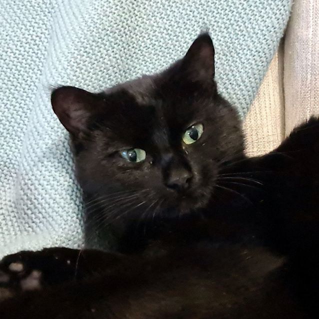 Photo of Little Miss Crumpet Stk011382