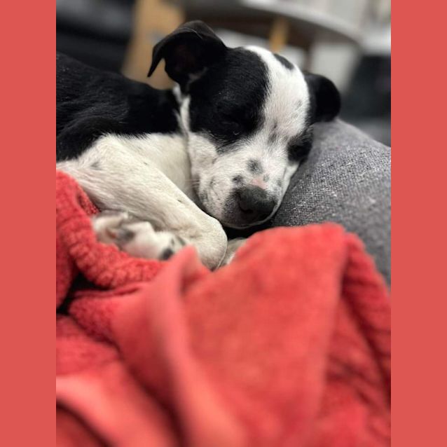 Photo of Chief   12 Week Old Cattle Dog X Staffy (Trial 1/9