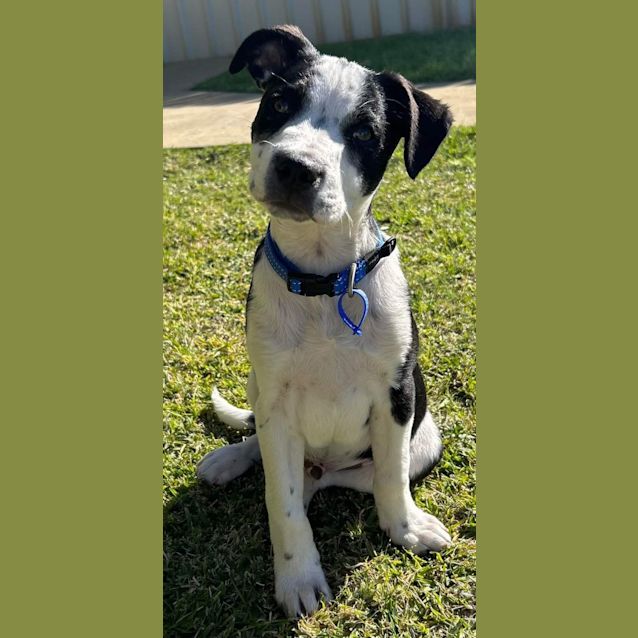 Photo of Chief   12 Week Old Cattle Dog X Staffy (Trial 1/9