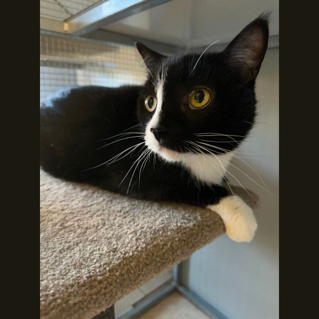 Photo of Bandit