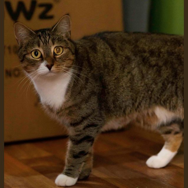 Photo of Nala