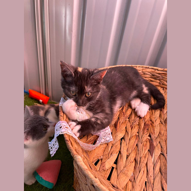 Photo of Matilda