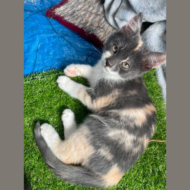 Photo of Harper