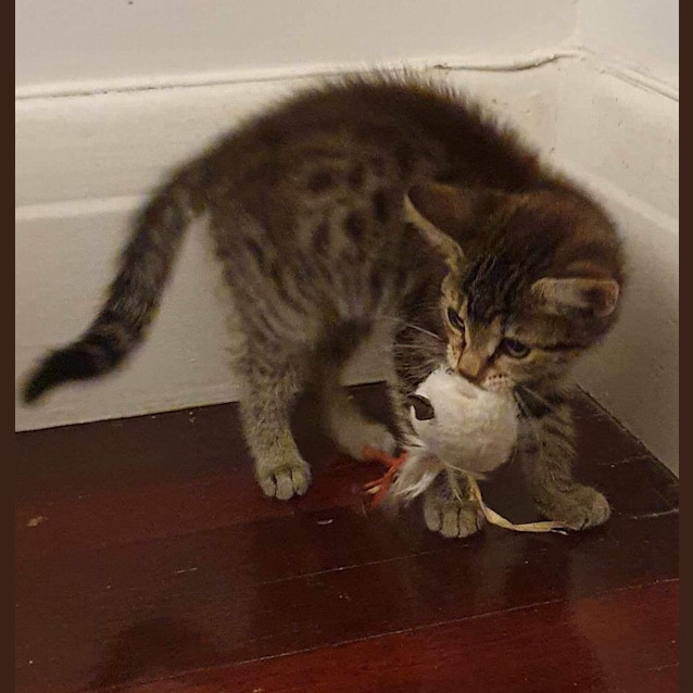 Photo of Moet And Veuve