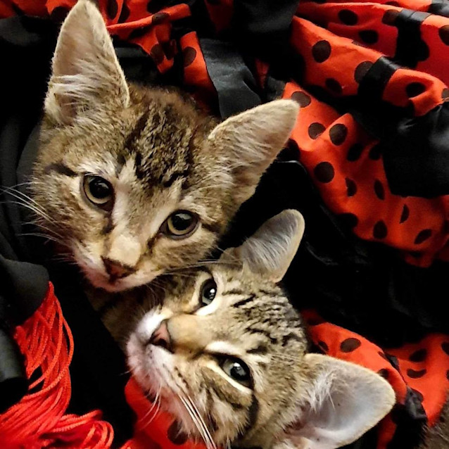 Photo of Moet And Veuve