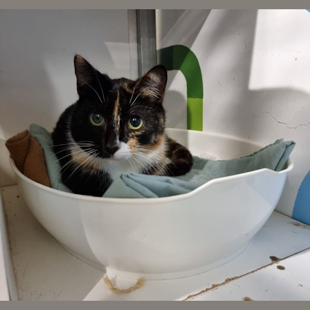 Photo of Yzma