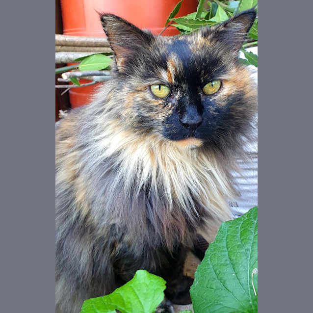 Photo of Lizette (Lizzie)