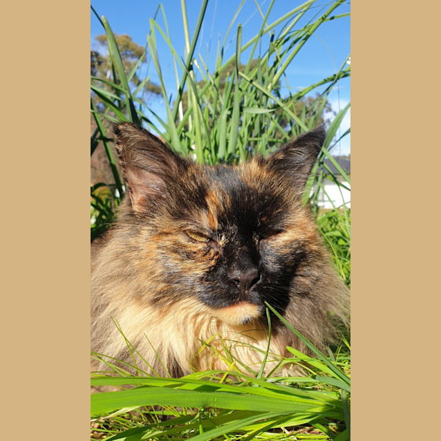 Photo of Lizette (Lizzie)