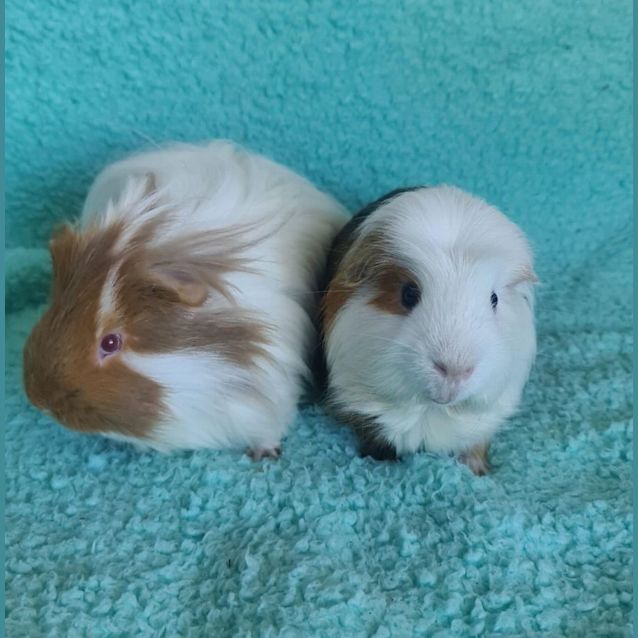 Photo of Speedy & Boo Boo