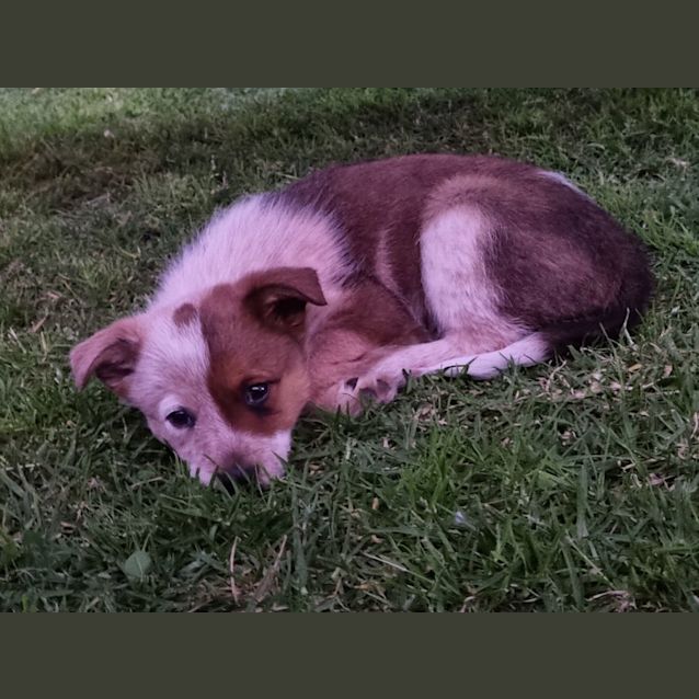 Photo of Tay Tay   10 Week Old Cattle Dog X (Trial)