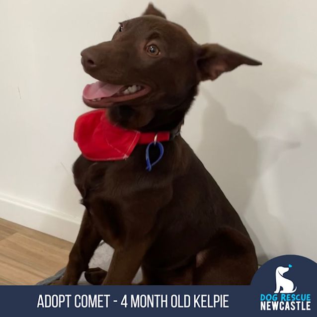 Photo of Comet   4 Month Old Kelpie