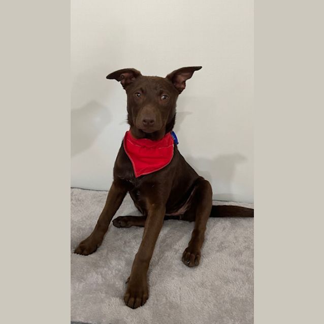 Photo of Comet   4 Month Old Kelpie