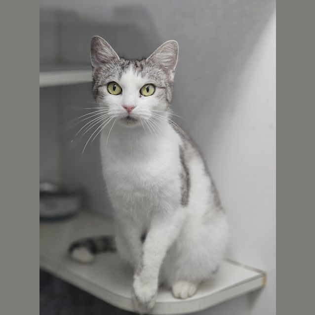 Photo of Silver