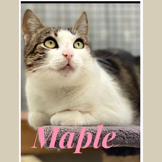 Photo of Maple