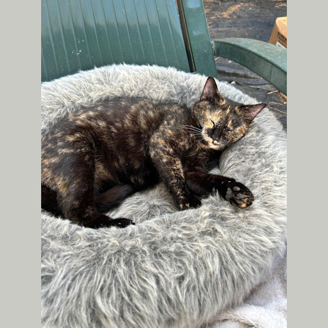 Photo of Arabella