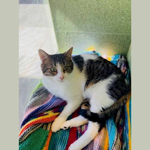 Photo of Meatball Imp 311