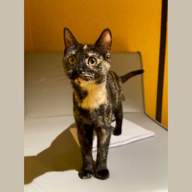 Photo of Glitch Imp 405