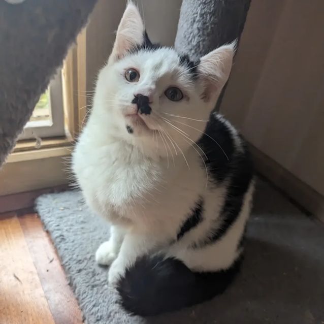Photo of Cotton 