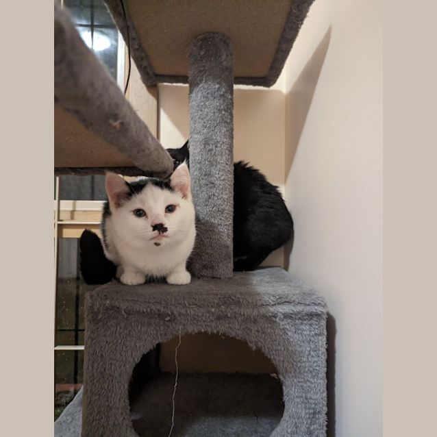 Photo of Cotton 
