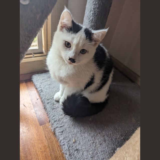 Photo of Cotton 