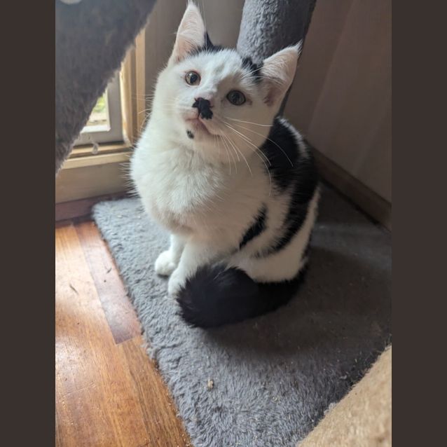 Photo of Cotton 