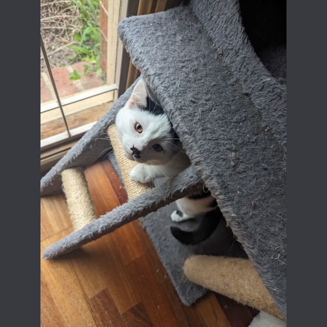 Photo of Cotton 