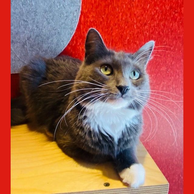 Photo of Venus (Imp 380)