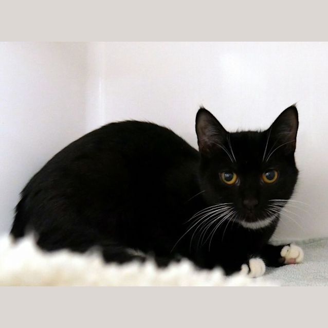 Photo of Kippy  Suk011622