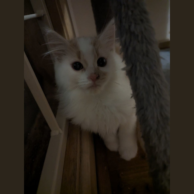 Photo of Wool
